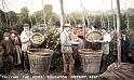 TALLYING HOPS